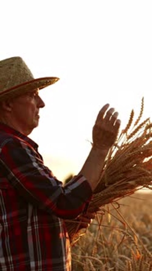 Side view of a man in a hat and checkered shirt with a bunch of wheat ears.