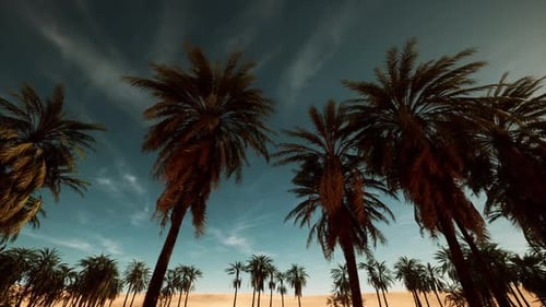 Serene Seaside View Capturing Tall Palms Swaying During Colorful Sunset Evening