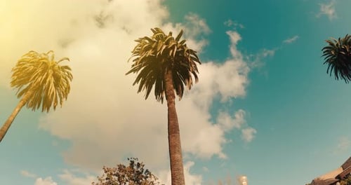 Coconut palm trees bottom view.