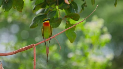 Blue Tailed Bee Eater on a Branch Lat Merops Philippinus A Stunning Blue Tailed Bee Eater Perched