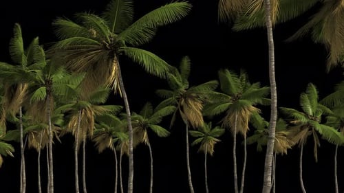 Animated Swaying Palm Trees Tropical Loop