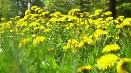 Sommerliches Löwenzahnfeld im grünen Gras unter der Sonne