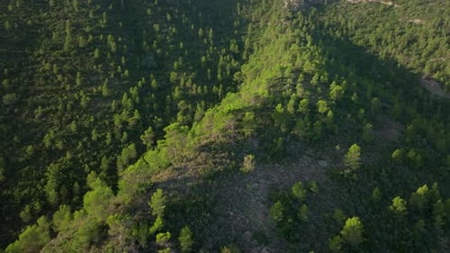 Expansive Forested Mountain Landscape