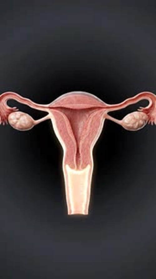 Uterus - Fertility & Conception Abstract 3D Animation | Manestream Den