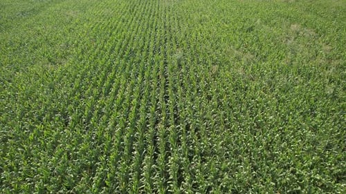 Aerial Corn Field