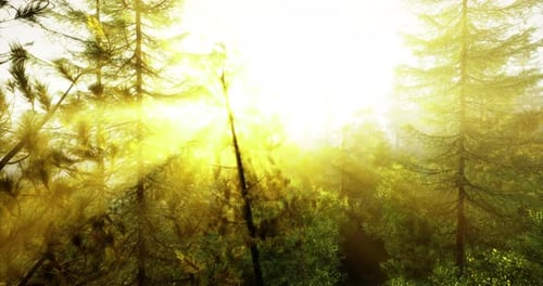 Bright Sunlight Filters Through Pine Trees in a Serene Forest Landscape