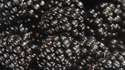Fresh Blackberries Close Up Static Shot