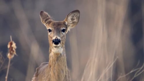 Close up of a female white-tail deer in a long grass field during autumn.