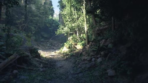 Calm Path in Shaded Forest with Textured Roots and Colored Canopy