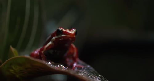 Grenouille venimeuse fantasmatique sur une feuille