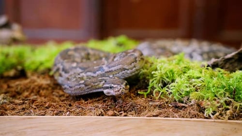 Patterned Snake Coiled Among Moss