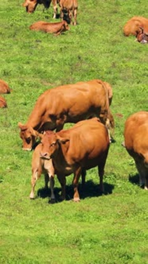 Brown Cows and Calves Grazing Peacefully in a Green Valley Vertical