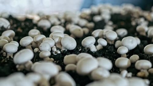 Cultivated Mushrooms Growing in Rich Soil