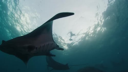 Magnificent Manta Rays Swimming Gracefully Underwater