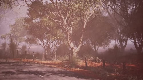 Misty Morning View of Eucalyptus Trees Along a Quiet Road in Australia