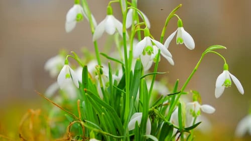 Snowdrops bloom in early spring