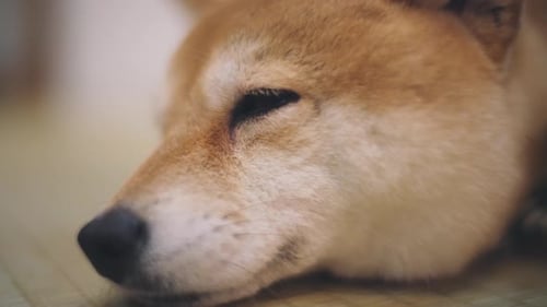 Portrait Of A Cute Shiba Inu Dog Falling Asleep On The Floor In Kyoto, Japan. - close up shot