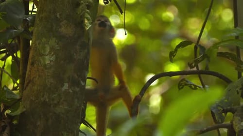 A playful black-capped squirrel monkey moves through branches, searching for food in Peru’s Amazon r