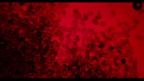 Red Microscopic Particles Flowing in Abstract Fluid Motion