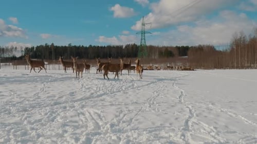 Winter Landscape With a Deer Feeding in the Snow. Group of Bull Elk With Antlers on Farm on Sunny Wi
