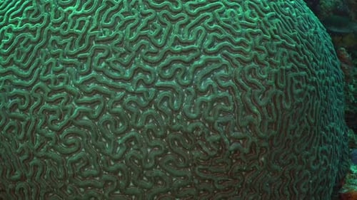 Big Brain coral details, close up macro shot
