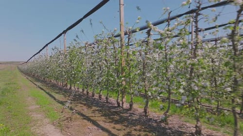 Verger de pommiers en fleurs