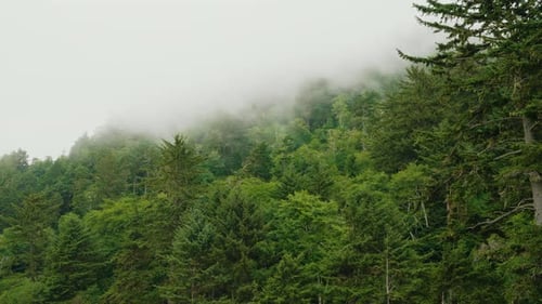 Coastal Fog Slowly Descending Over Lush Green Forest Trees