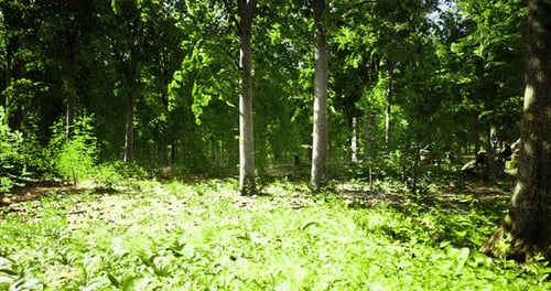 Lush Green Forest Bustling with Life on a Bright Sunny Day in Tranquil Nature