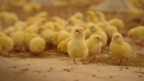 Many Little Chickens in a Chicken Farm