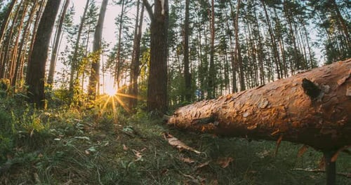 Sunrise Through Majestic Trees in Tranquil Forest