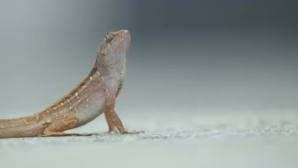 Macro Closeup of Blown Alone Lizard Warming on Summer Sun, Nature Stock ...