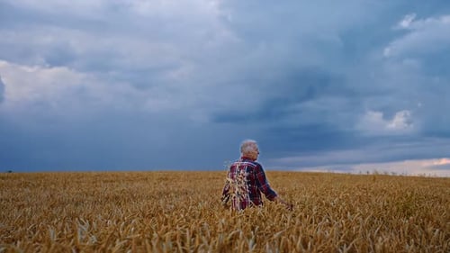 Unrecognized old man wearing checkered shirt walks by the wheat field.