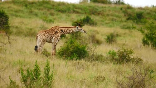 Junge Giraffen fressen mit langen Zungen Blätter eines kleinen Dornbaums mit Ochsenpeckern am Hals in langen g