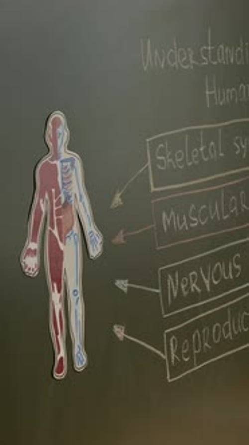 Vertical of Human Body Diagram Showing Main Systems at School Lesson