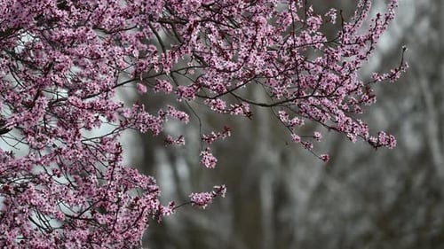 Beautiful blooming cherry tree background in spring in Europe.