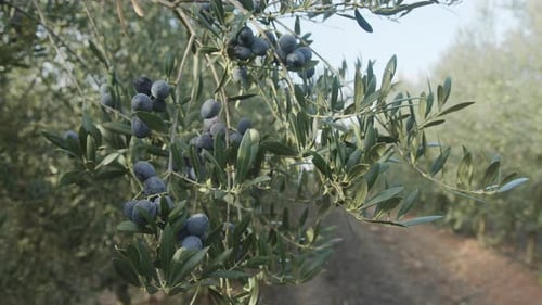 Olives on olive trees growing in an olive garden.