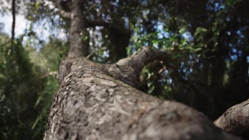 Mediterranean pine tree branch and bark texture close up