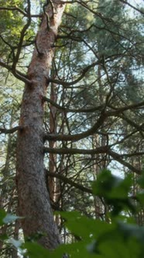 Towering Pine Tree in Forest Under Bright Sun