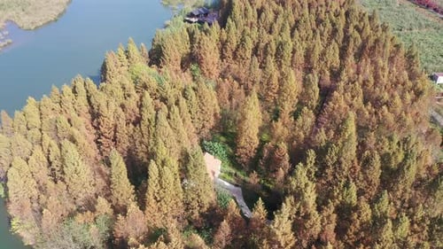 Autumn forest