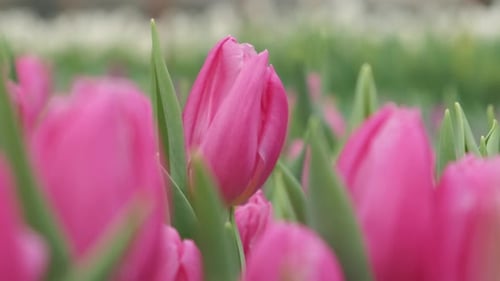 Pink Tulips Blooming in Spring Garden