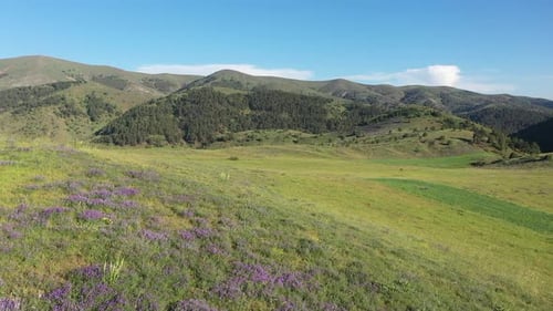 Vue aérienne des fleurs de montagne, des collines vertes et des arbres (2)