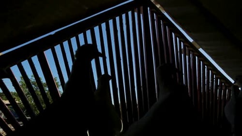 Pigeons Take Flight from a Rustic Aviary