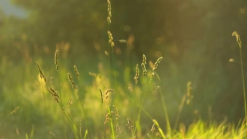 Abstract Warm Landscape of Dry Wildflower and Grass Meadow on Warm Golden Hour Sunset or Sunrise