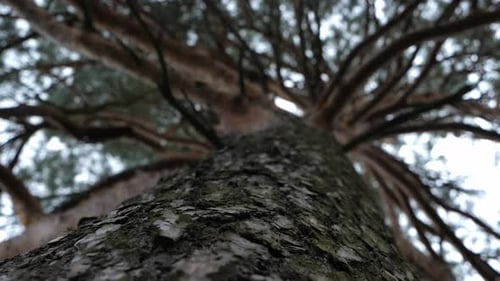 Upward View of Towering Evergreen Trees Against Macro Shot