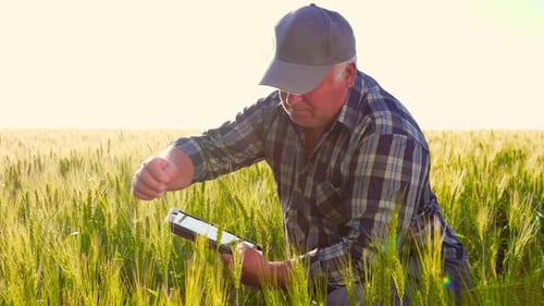 Farmer Inspecting Wheat Crop With Tablet
