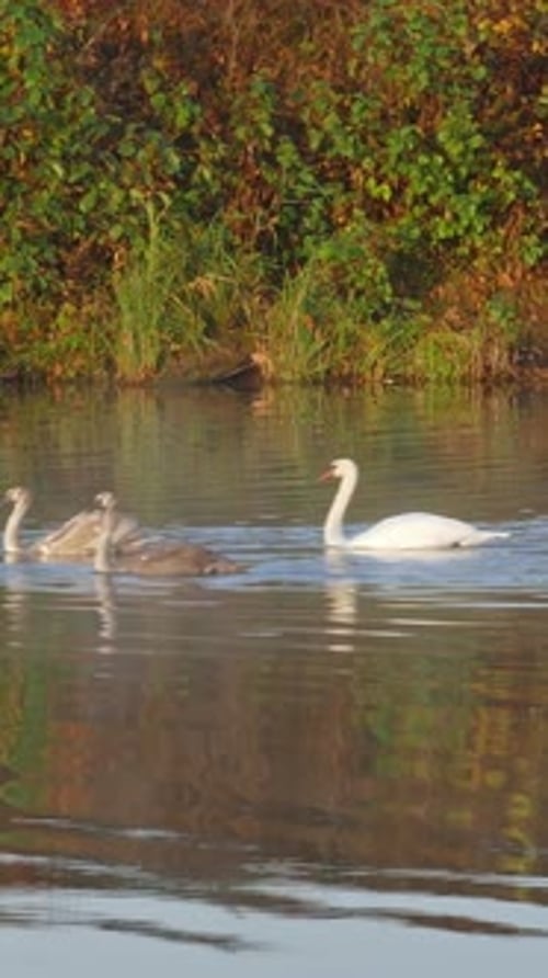 family of white swans swim