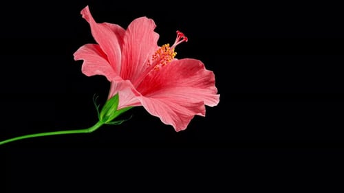 Pink Hibiscus Opens Big Flower in Time Lapse on a Green Variegated Leaves. Blooming Red Plant