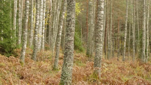 Autumn Trees in a Forest