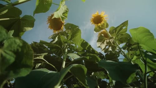 Green Plants with Sunflowers