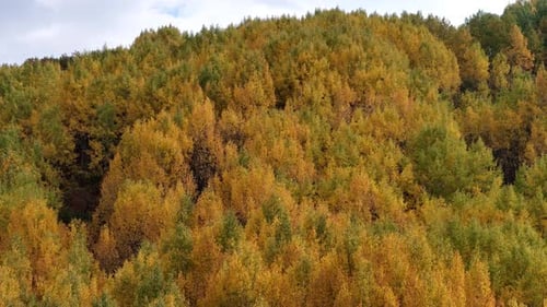 Autumn Forest